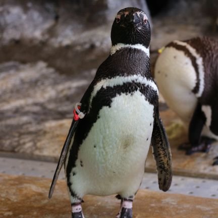 tetsu_naha233's profile picture. 広島カープと櫻坂46が好きな横浜のニッポン放送リスナー。radikoのエリアフリーでRCCラジオも聴いてます。ラジオ番組のポストが最近多め。時々しょうもないリプしますが、クスッと笑っていただければ幸いです。
※バナーはなおさん( @ASKDesignNFT1 )作成のものを使用させていただいています。