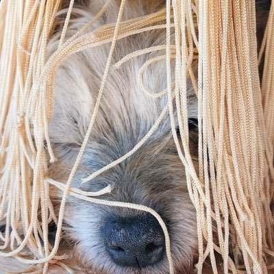 いろどりさんのプロフィール画像