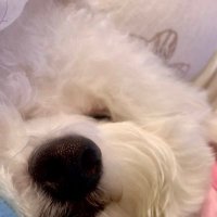 ZHIYU WANG (@zhiyuwa30675454) 's Twitter Profile Photo ZHIYU WANG (@zhiyuwa30675454) 's Twitter Profile Photo