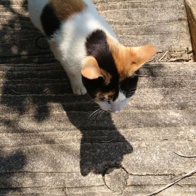 べこ🍭さんのプロフィール画像