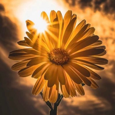 yuuki_25f's profile picture. 無言フォロー、リツイート、お許しください。 真実が知りたいのです🧩✖︎✖️悪魔崇拝✖️✖︎ ❌🐮🐷🐔肉食止めました❗️❌🌏☄️🌑勿論非接種💉🦠☠️ ✨和に繋がる世界希望✨✨私は創造主と共にあります✨✨