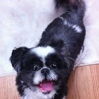 どら (@dora_ing) 's Twitter Profile