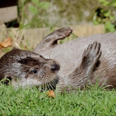 Mama vom Ottermädchen *2021
Garantiert schwurbelfrei #noafd
Hufflepuff