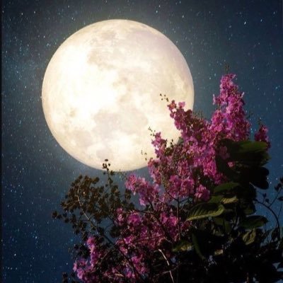 faris73627950's profile picture. إنسان