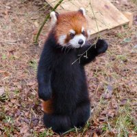 Pere Diaz (@peristocles1) 's Twitter Profile
