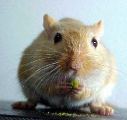 I am a tipsy gerbil who likes to play Call of Duty and run on big wheels.