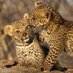 Wonders Of Nature🧸🌏 (@videos_animals) Twitter profile photo Wonders Of Nature🧸🌏 (@videos_animals) Twitter profile photo