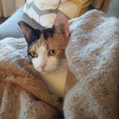 WilliJF's profile picture. Generation Jones, mother of cats, aquafit enthusiast. She/her.
