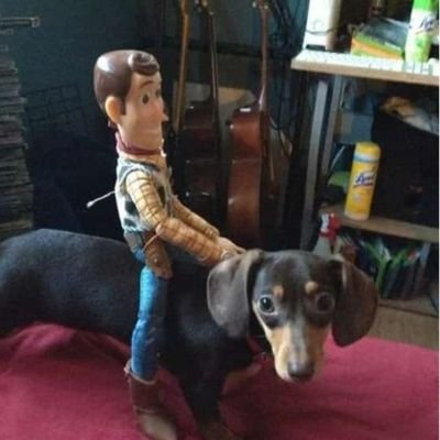 reparopersianas's profile picture. Aston Mani