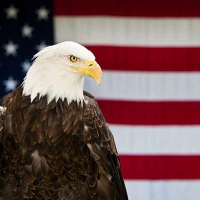 RBonvoy's profile picture. Bald