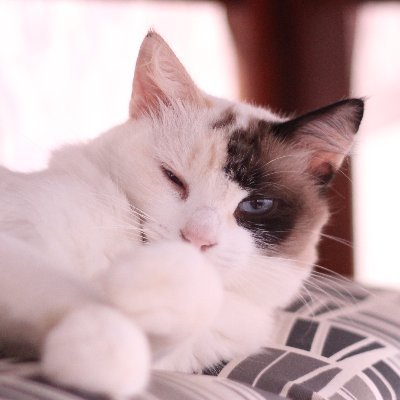 Dev, Engineer, Maker e Machine Enchanter
Estou aqui pelos memes e fotos de gatinhos