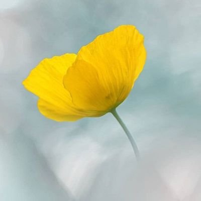 rahmani9292's profile picture. 