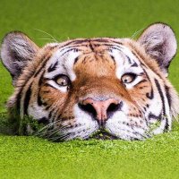 Felipe Castellanos (@pipebluesrock) 's Twitter Profile Photo