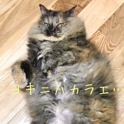 ねこ様の下僕 ネコの ふみふみ 子猫の時から このクッション お母さんと呼んでいる をちゅっちゅしながらフミフミしてるよ 15分くらい踏みまくるよ ふみふみ 猫好きさんと繋がりたい 猫のいる暮らし シャムミックス 保護猫 ねこ様の下僕 ネコの ふみふみ 子猫の時から このクッション お母さんと呼んでいる をちゅっちゅしながらフミフミしてるよ 15分くらい踏みまくるよ ふみふみ 猫好きさんと繋がりたい 猫のいる暮らし シャムミックス 保護猫