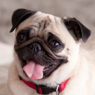 PugAnon's profile picture. 