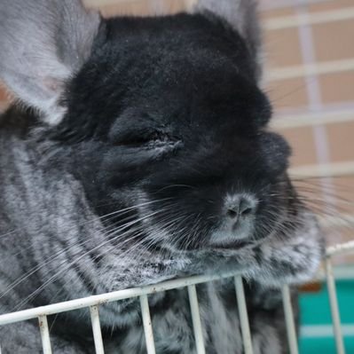 くう チンチラ 歳のおじじ Kuu Chinchilla Twitter
