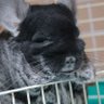 kuu_chinchilla's profile picture. 主にチンチラ🐭。くう♂(20歳2021年12月16日🌈)の飼い主。すい♀(約17歳2020年5月🌈)、子れん♂(約8歳2018年🌈)、姉宅に子ちる♂(2021年9月🌈)皆ブラベル。2022年7月すんすん♀(2019年3月🎂)お迎え現在6歳！たまに🐶🐥etc. LINEスタンプもよろしくお願いいたします！