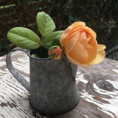 daisy_rosy_kad's profile picture. バラ好き お花好き お笑い大好き 😆 YouTube やってます。 まさかの荒れ地を0から開拓している所です！デイジーガーデン 荒れ地からローズガーデンへの道 こちらもご覧下さい♪ https://t.co/ZruIxPMS23