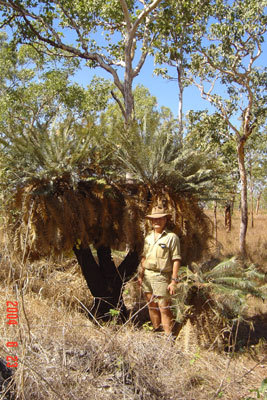 Plantzzz's profile picture. Specialist Cycad grower, Export CITES Appendix 1 Cycads worldwide to  High End Commercial Projects and Distributors, Massive Landmark  Baoab trees.