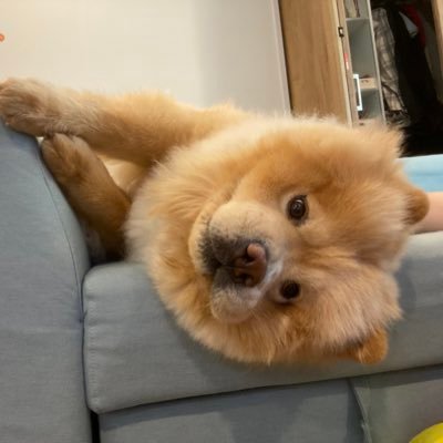 osushi95434543's profile picture. 豆じゃないのでそんなに更新しません！おう！