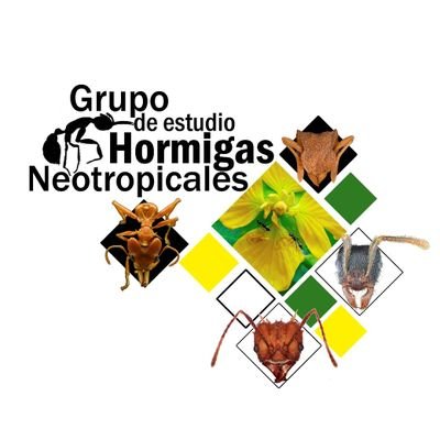 Grupo de Estudio de Hormigas Neotropicales - GEHN.

#EncuentrosMirmecológicos
#SimposioIberoamericanoDeMirmecología
#InspirandoCiencia
#Colonia