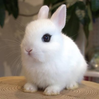 punpun_fx's profile picture. 気がついたらFX6年目突入👀最近は勝てたり勝てなかったり💭