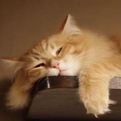ZazaOhh's profile picture.