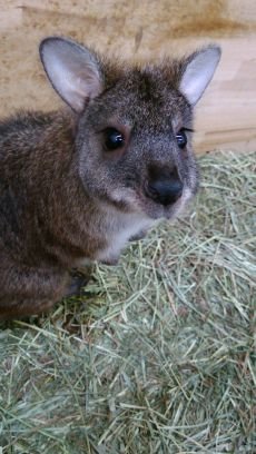 東北最大級のペットショップです♪ツイッター始めました！！取り扱っているペット達の情報を随時、更新していきますので、お気軽にフォローして下さい✨リプライには返信できませんので、お店までお問い合わせ下さい☎0245296580 ホームページも見てね🐰