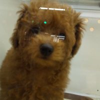 しんのすけ (@qaou4umicymp5yk) 's Twitter Profile