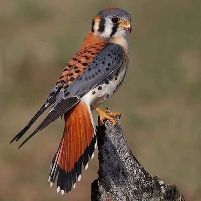 ChuckBerkel's profile picture. 