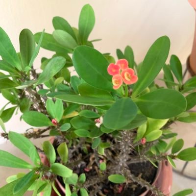 JK1309S's profile picture. 