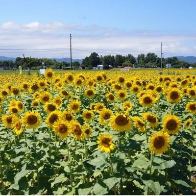 新潟県上越市諏訪地区の休耕地を活用したひまわりの活動🌻 『まあるいこころで共ににっこり』がモットー！ ひまわりを咲かせ種を収穫し、障がい者就労支援事業所『つくし工房』で食用ひまわりオイルを製造🍴『つくしひまわりにっこりプロジェクト』で栽培ボランティアを募集中🙋無言フォロー失礼します🙇ぜひフォローしてください🙏