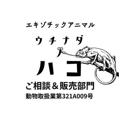 爬虫類、小動物、鳥類等、エキゾチックアニマル全般に於いて、オーナー様と生き物達の素敵な出会いをサポート。オーナー様のご希望を叶える為に全国から 中継販売しております！お気軽にDMにてお問い合わせ下さい。 店頭生体展示販売していません 動物取扱業🐍販売123A008/展示123E002 店@uchinadanohaco