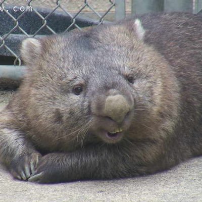 ウォンバットがきっかけでTwitterを始めました。ウォンバットに夢中です！    I have a thing for wombats ! Je suis passionnée de wombat！
