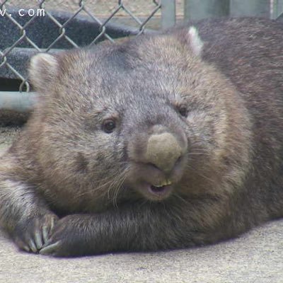 ウォンバットがきっかけでTwitterを始めました。ウォンバットに夢中です! I have a thing for wombats ! Je suis passionnée de wombat!写真・動画の無断使用はご遠慮願います。