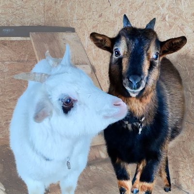 Suivez les aventures et le quotidien de River et Saïtama, 2 chèvres naines intrépides ! :p