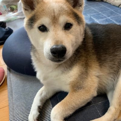 sibakenxlove's profile picture. ベース 料理 Pytorchユーザー kaggleはじめました。