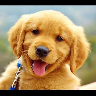 Jenni6328's profile picture. Need gadenn pls!