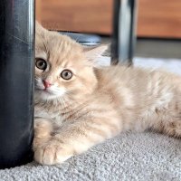 茶太郎(4歳)🐾サイベリアン (@siberian_chata) 's Twitter Profile