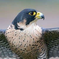 The Hawk (@khalifah0791) Twitter profile photo