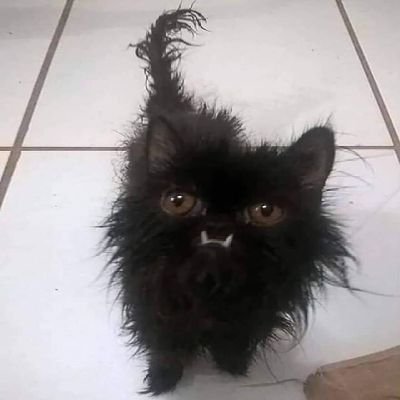 BombMaeve's profile picture. Clown profissional, mãe de gênio. Brasileira de adoção...
Saudades Brasil...