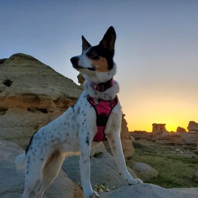 flora_allie's profile picture. Plant Lover. Nature Nerd. Dog Mom. Science Communicator/Educator