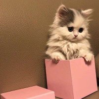 Menna Yasser (@mennaya68148514) 's Twitter Profile