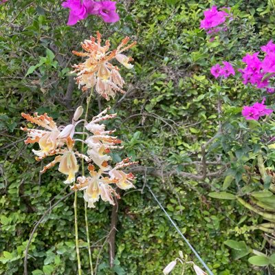 zoilalinda1's profile picture. Amante de la naturaleza en especial orquídeas