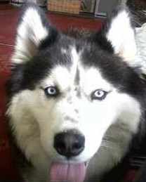 Huxter1's profile picture. Female Bob Barker, Armchair QB, Single Mom of Coolest Kid on the Planet, Adopted Husky & Fat Cat. Promote Animal Welfare through the Creatures of the Creator