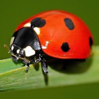 SOS Biodiversité (@sosbiodiversite) 's Twitter Profile Photo SOS Biodiversité (@sosbiodiversite) 's Twitter Profile Photo