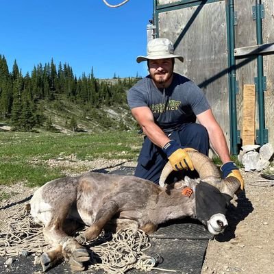 Retired @Vertetor QB ▪️ Biologist studying predation effects on bighorn sheep with Prof. Fanie Pelletier