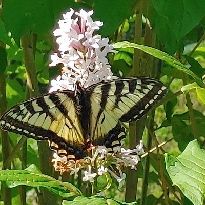 wedman_wanda's profile picture. 🇨🇦. Time for Alberta to become a republic. NO DMs.