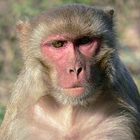 Sweet Rhesus (@sweet_rhesus) 's Twitter Profile