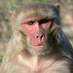 Sweet Rhesus (@sweet_rhesus) Twitter profile photo Sweet Rhesus (@sweet_rhesus) Twitter profile photo